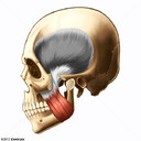 Muscle mass&eacute;ter