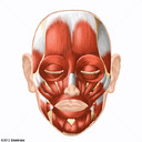 Muscles de la face