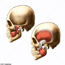 Muscles masticateurs