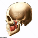 Muscles pt&eacute;rygo&iuml;diens