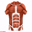 Paroi abdominale
