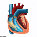 Ventricules cardiaques